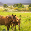 Road trip along the Hamakua coast