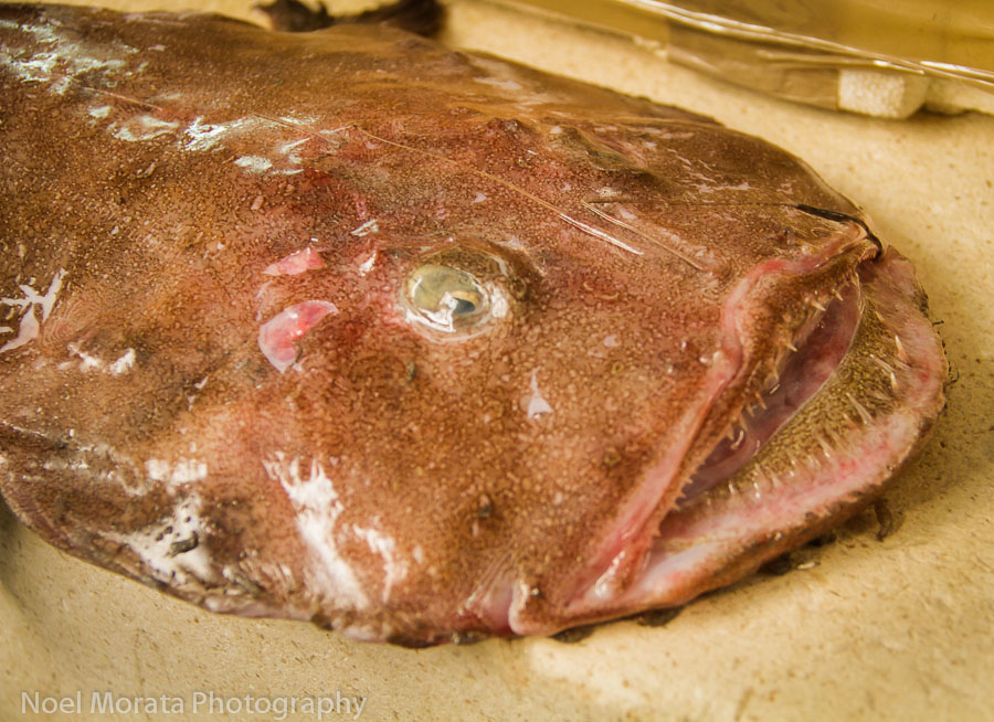 Split, Croatia – unnamed ugly fish at the morning fish market. Photo courtesy Noel Morata
