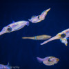 Tentacles exhibit