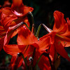 Back lighting tip with flower imagery