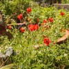 California wild flowers at the community garden in Point Reyes Station