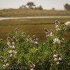 Wild flowers in bloom at the Limantour Esteros