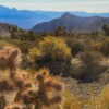 Drive up from Hwy 95 to Spring Mountain National Forest