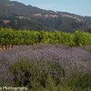 St. Francis Winery in Sonoma - a food and wine experience