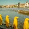 Penguins facing Prague's old town - Prague's public art scene