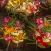 Daily Bali flower offering - Markets in Bali