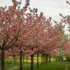 Cherry Blossoms in Berlin Germany