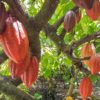 Chocolate tour in the Dominican Republic