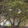 Things to do the Big Island with kids