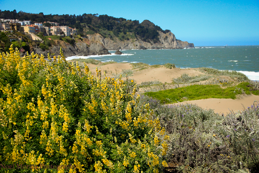 San Francisco in springtime