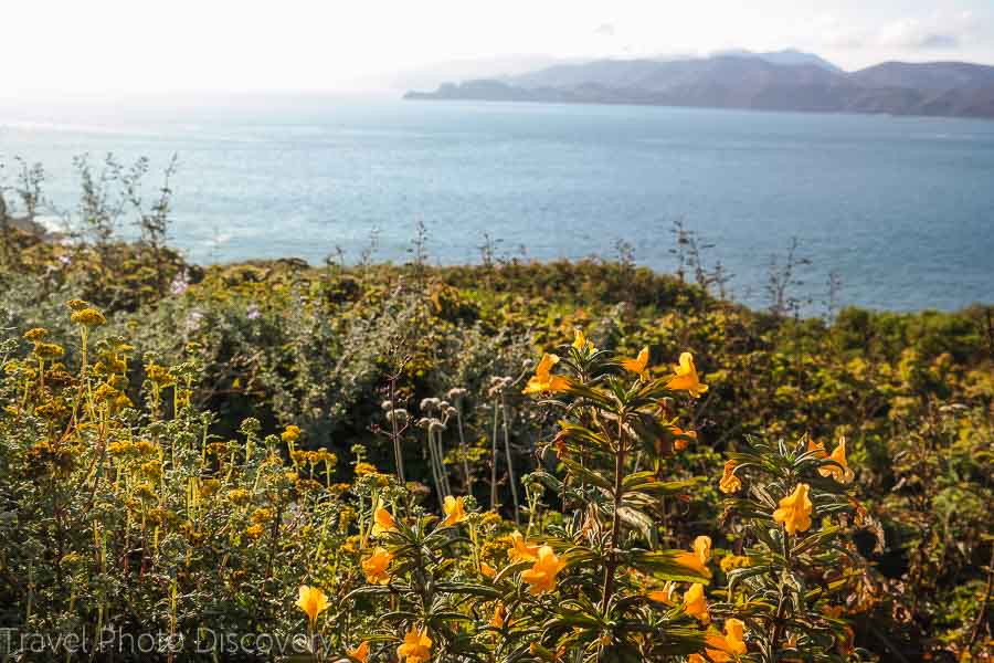 Wildflower blooms at the Golden Gate Recreation park