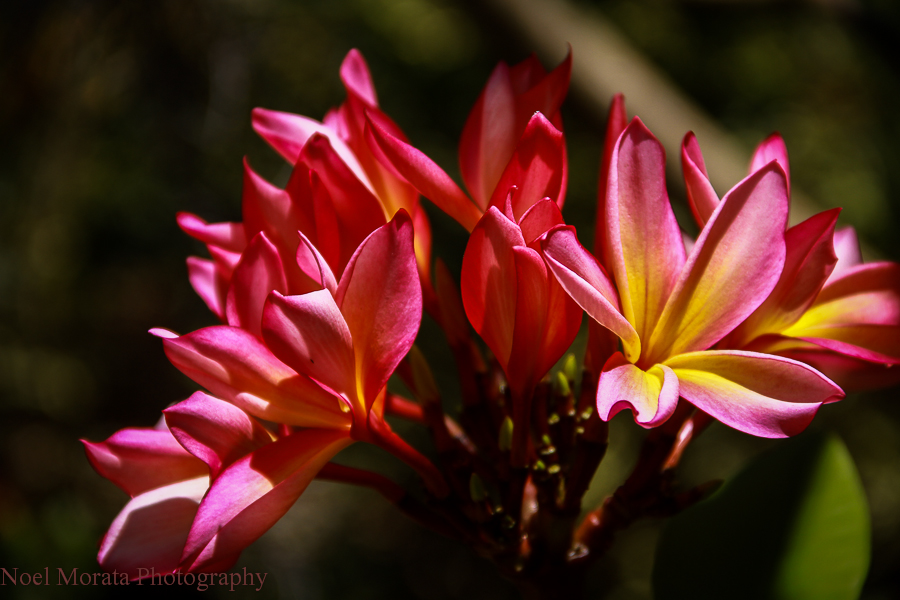 Flower And Nature Photography Tips On Making Your Images Pop