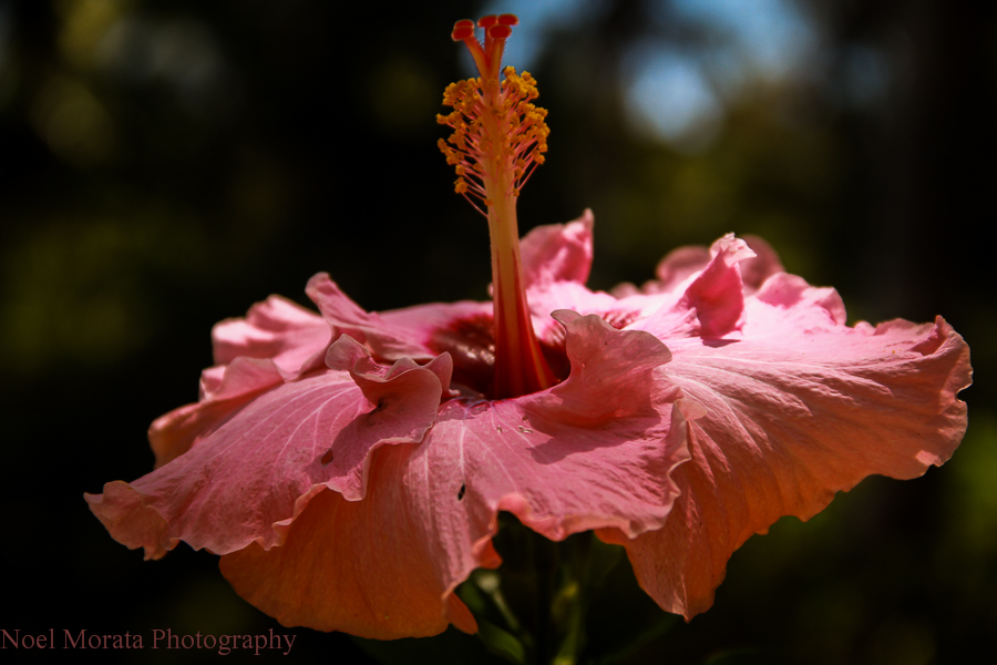 Flower and nature photography: tips on making your images pop