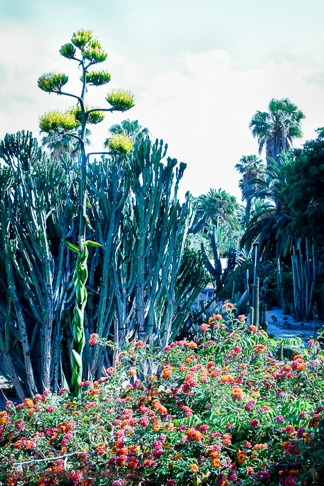 Mossen Costa i Llobera garden in Barcelona - an exotic garden