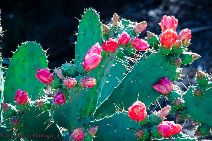 LOUIS VUITTON, Barcelona, Spain, “Listen Play with a cactus and you will  get pricked!”, for Trees of the World, …