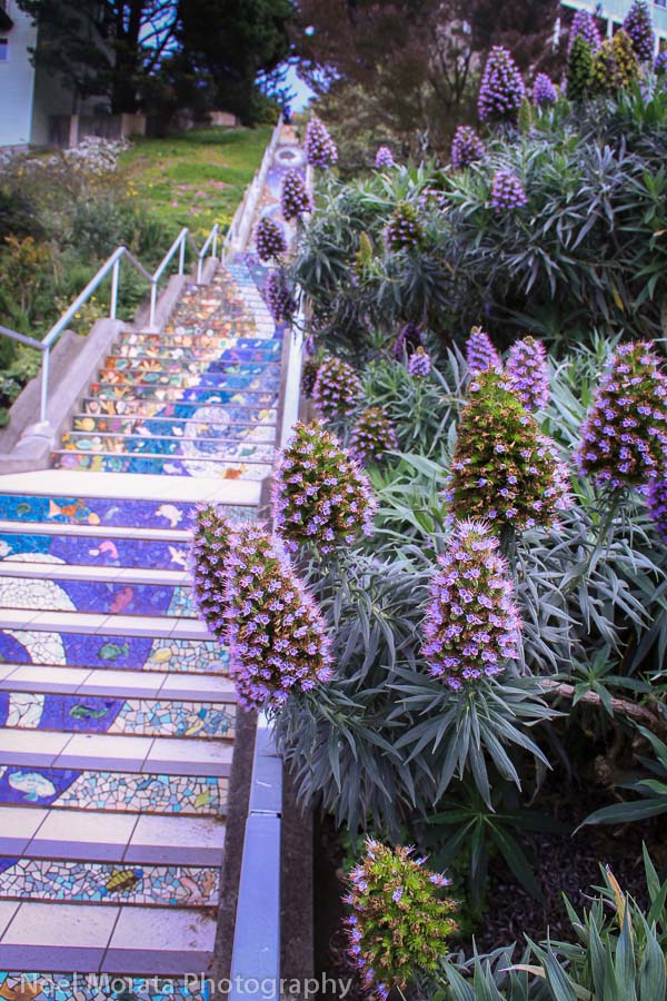 Visit the Cool Stairs of San Francisco