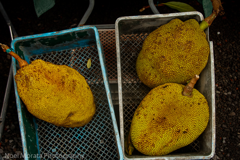 Tropical fruit from Hawaii and delicious jack fruit