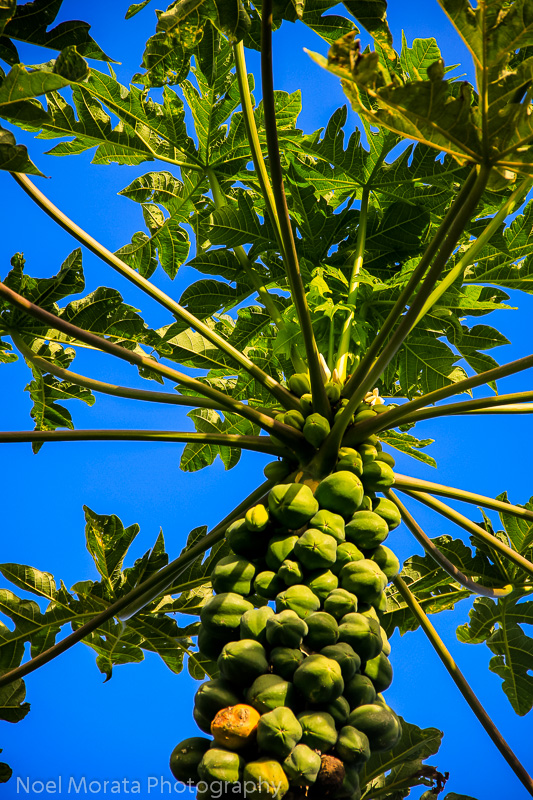 Tropical fruit from Hawaii