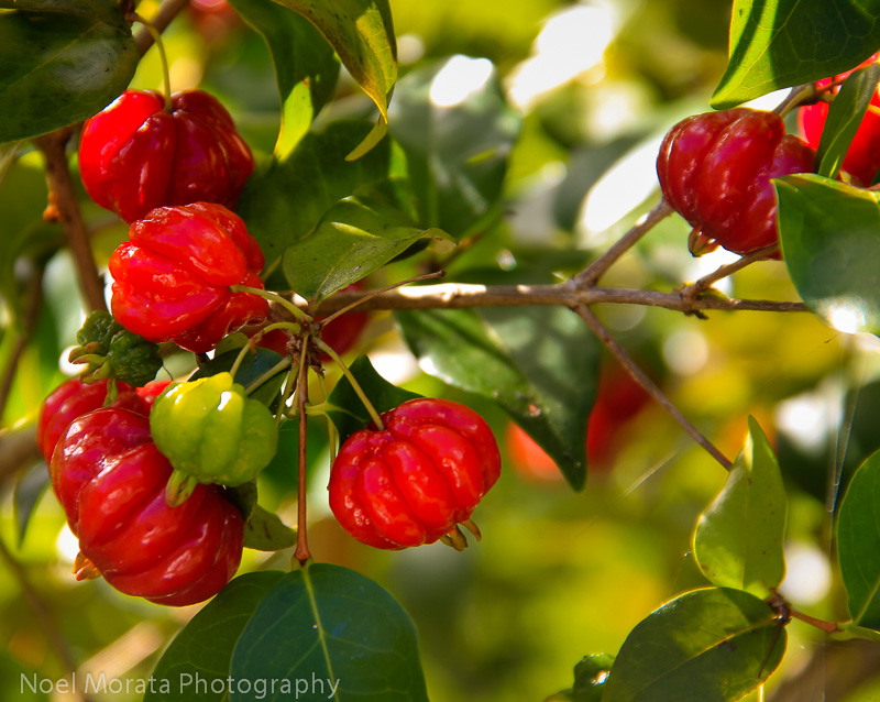 Tropical fruit from Hawaii