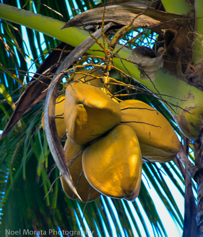 Tropical fruit from Hawaii