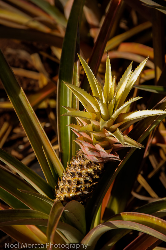 Pineapples are a popular Tropical fruit from Hawaii
