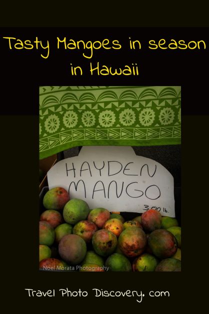 Mango Season in Hawaii (the best time to enjoy them in season)