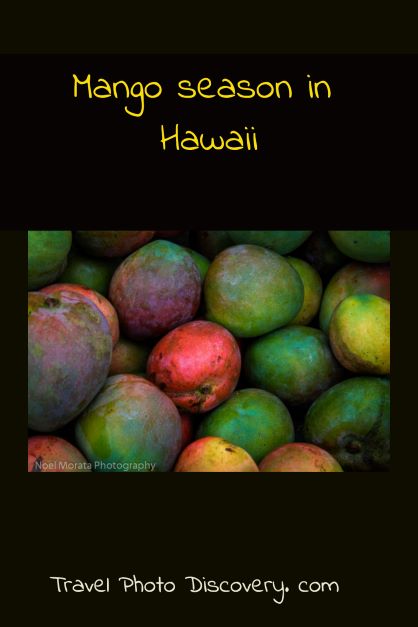 Mango Season in Hawaii (the best time to enjoy them in season)