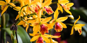 Hilo Orchid Show