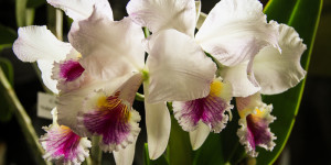 Hilo Orchid Show