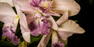 Hilo Orchid Show 2013 44