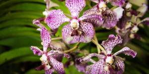 Hilo Orchid Show 2013 45