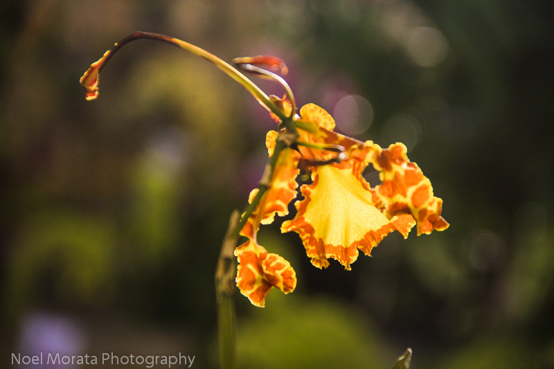 Hilo Orchid Show on Hawaii Island