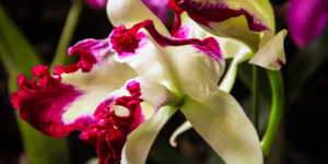 Hilo Orchid Show 2013 55