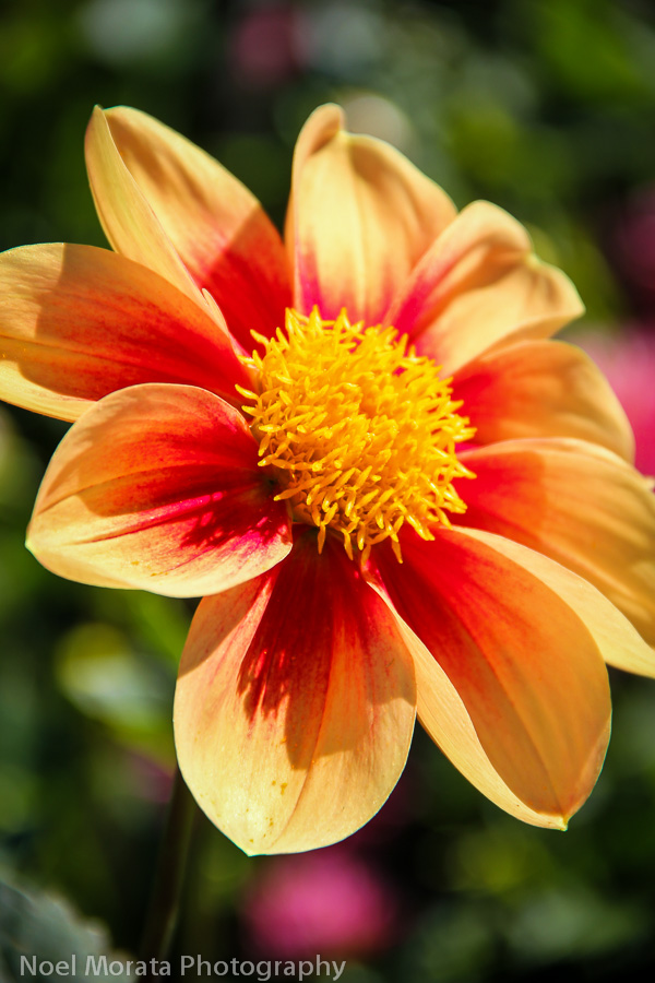 Travel Photo Discovery images of the dahlia dell