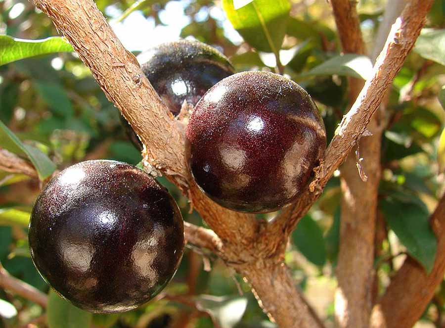 Jabuticaba-fruits