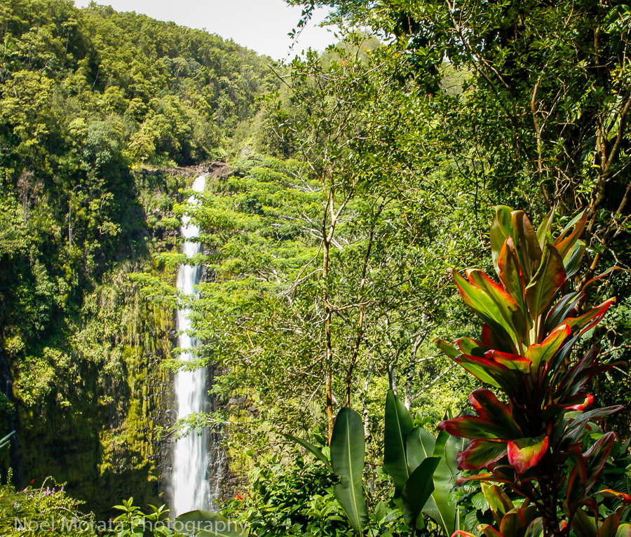 Akaka Falls on the Big Island