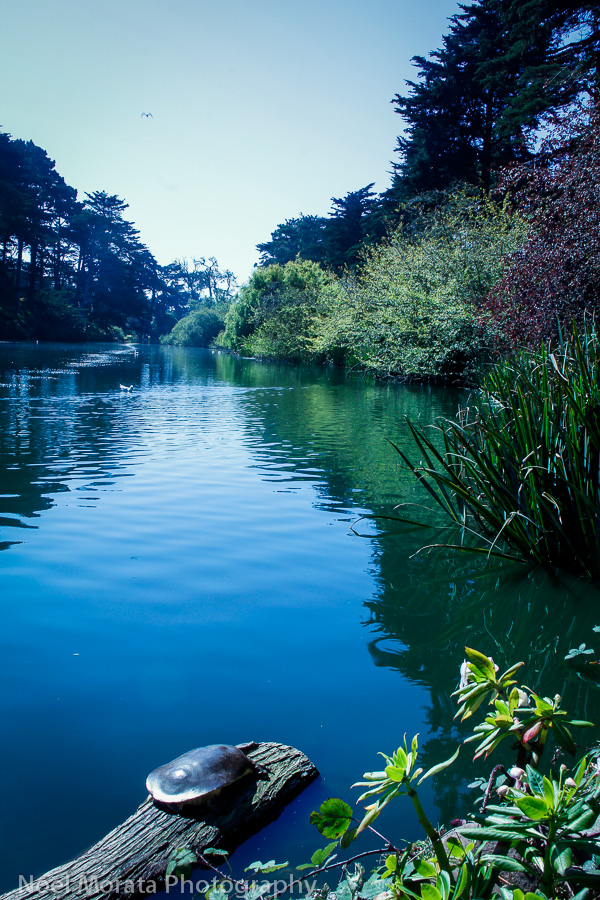 Stow lake in Golden Gate park