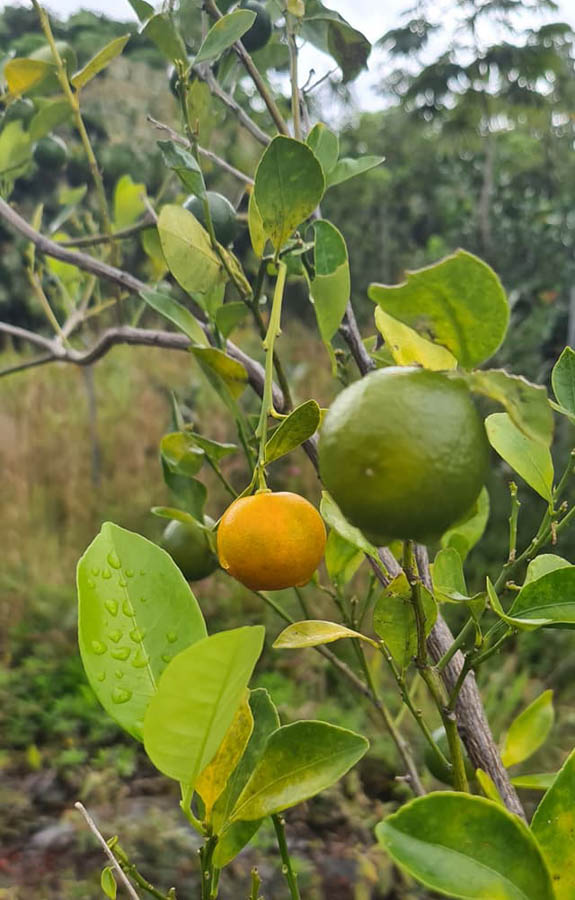 Orange and lemon citrus fruits