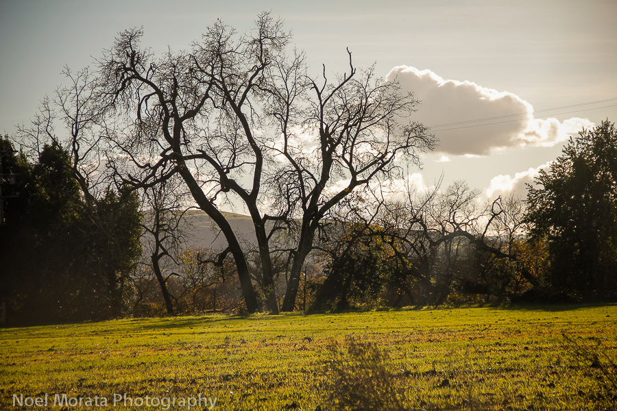 10 things to do in Sonoma without tasting the wines