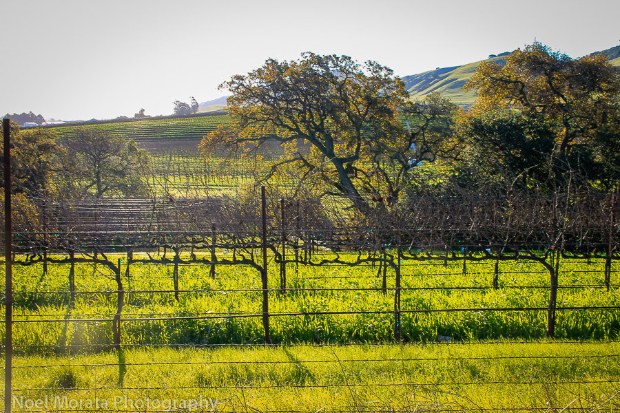 Wine country in Sonoma