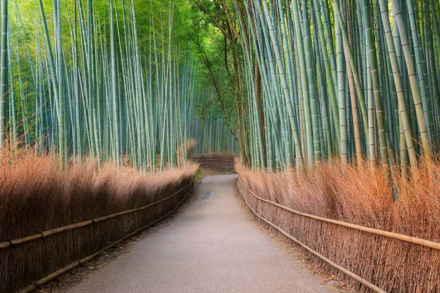 Arashiyama Bamboo Grove