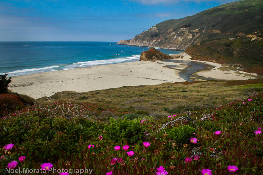 Hot pink ice plants blooming at Big Sur