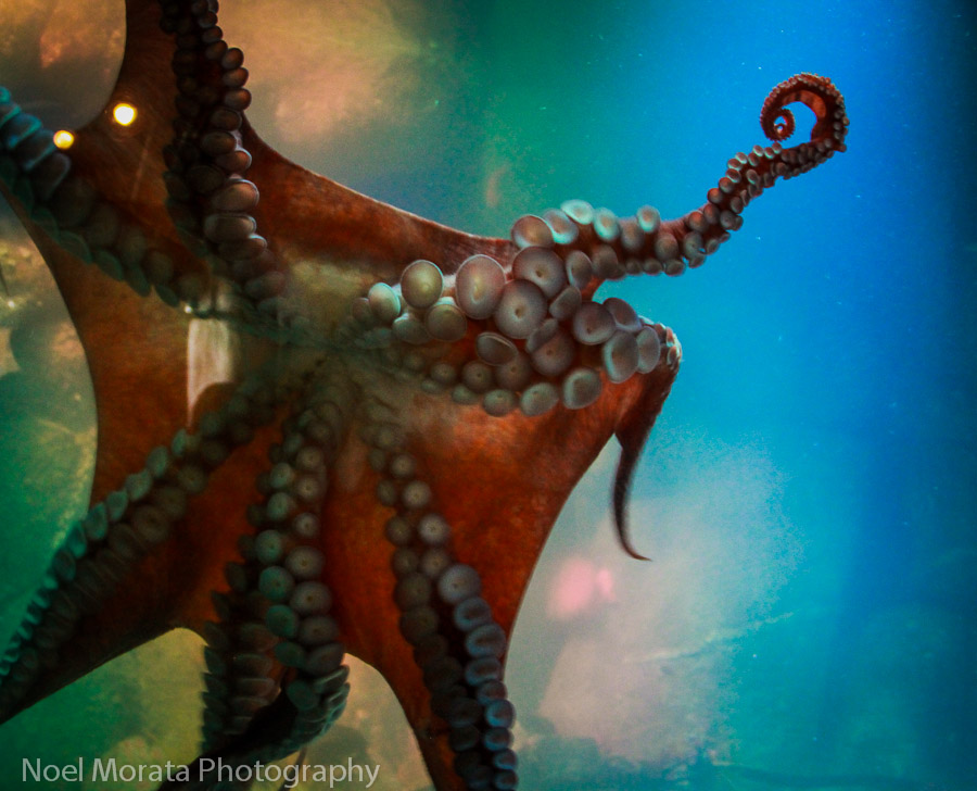 Giant Octopus at Tentacles