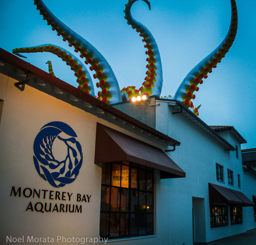 Tentacles on parade at the Monterey Bay Aquarium