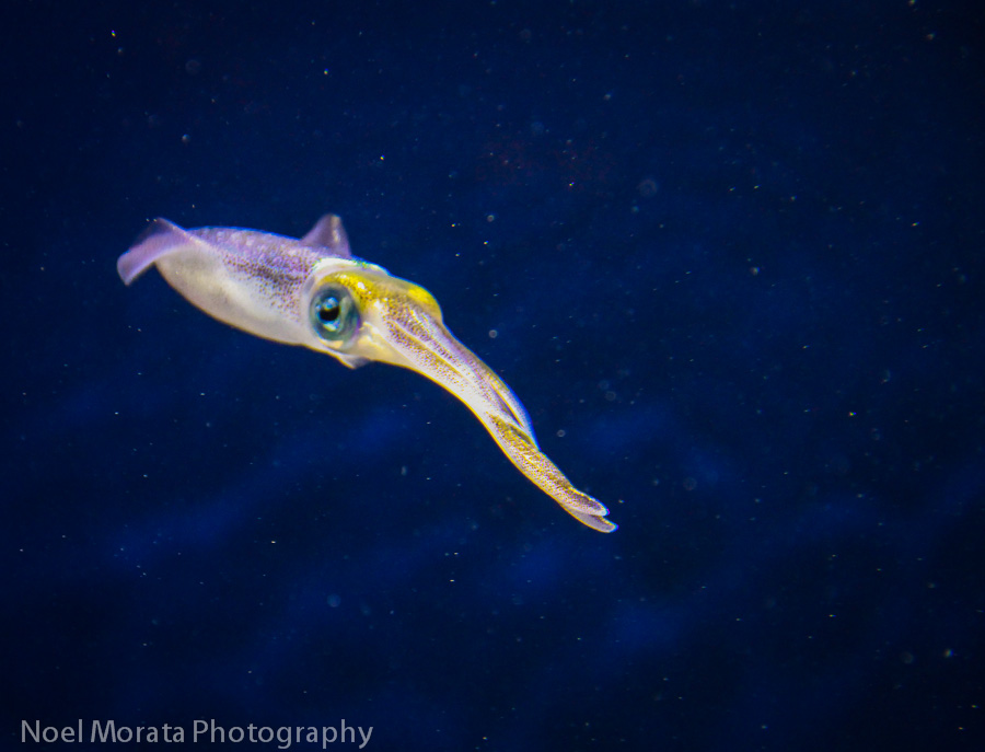 Big Fin Reef squid at the Tentacles exhibit