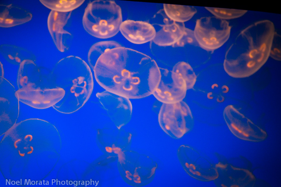 See through Jellyfish on display at the Jellies exhibit