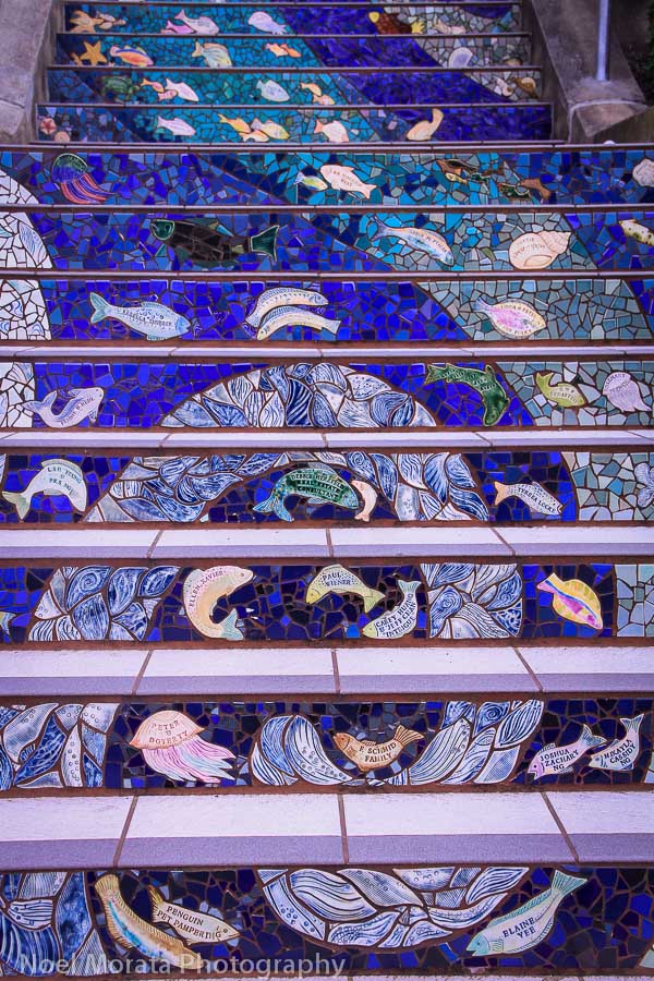 Planets and constellations,Evening to sunrise, California pinks and purples, California blooms, 16th Avenue stairs in San Francisco