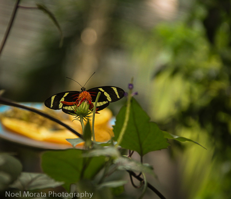 Butterflies in the rainforest exhibit