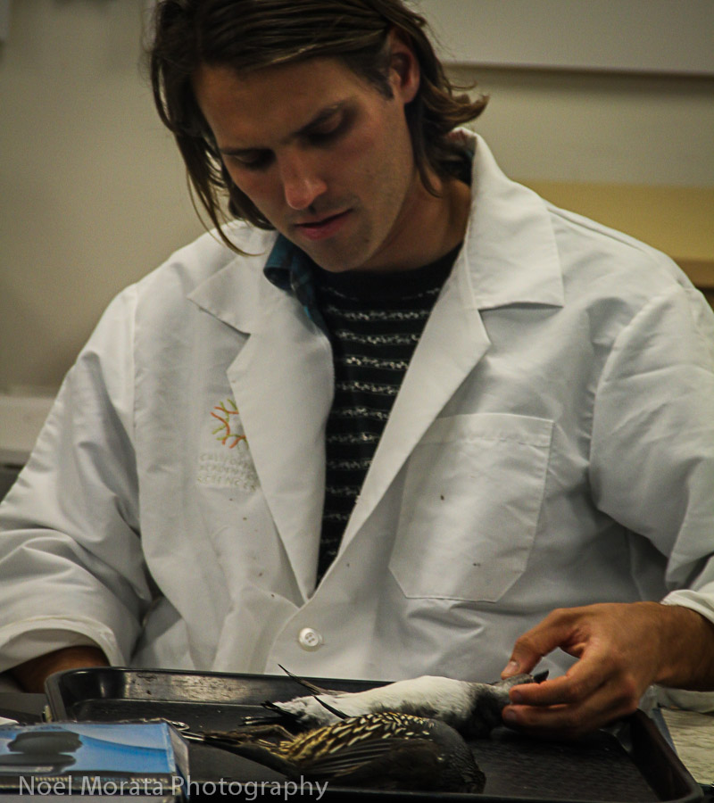 Preparing a specimen study