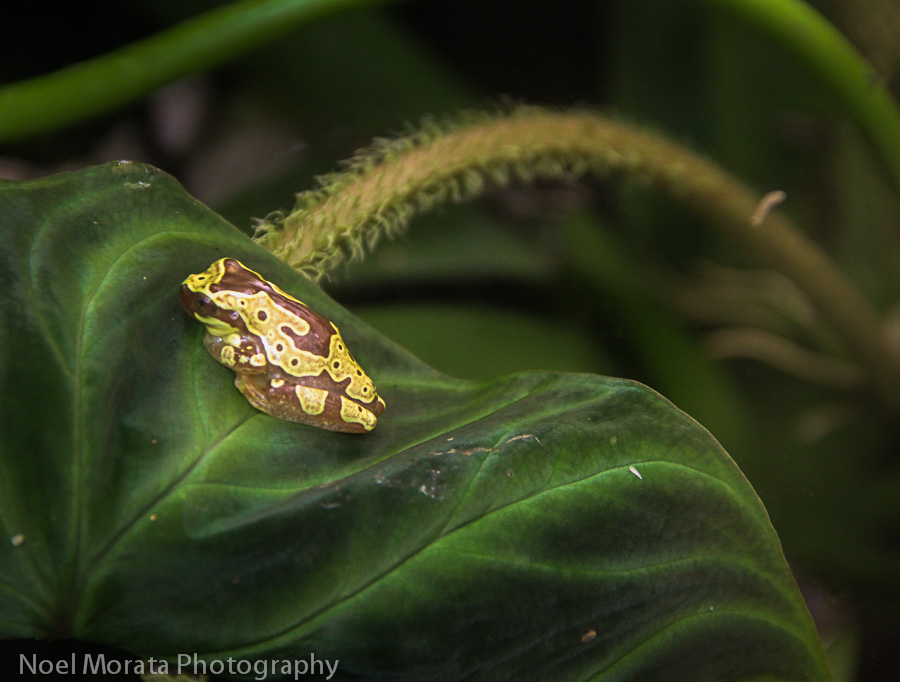 A colorful frog in the rainforest of the world